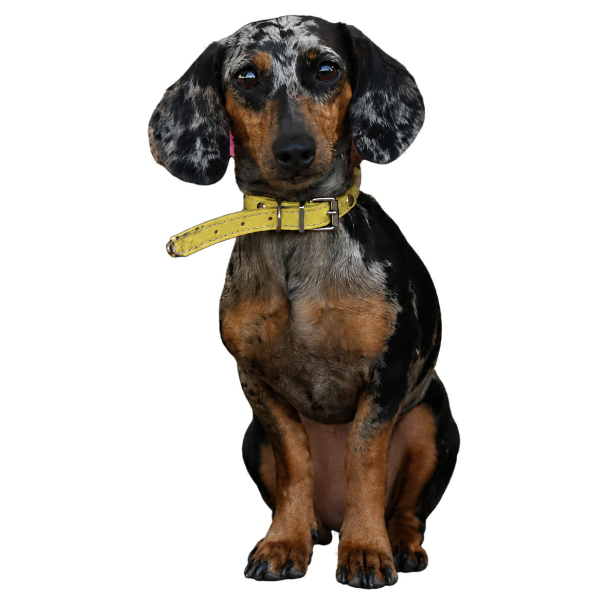 Lillibridge’s Charlie profile